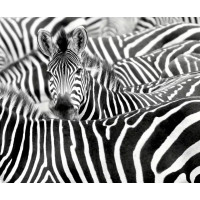 Обои Rasch African Queen III 363616
