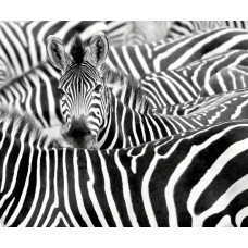 Обои Rasch African Queen III 363616