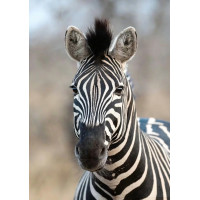 Обои Rasch African Queen III 363623