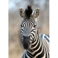 Обои Rasch African Queen III 363623