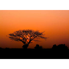 Обои Rasch African Queen III 363654