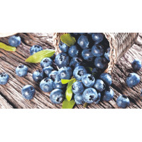 LASSELSBERGER BLUEBERRY